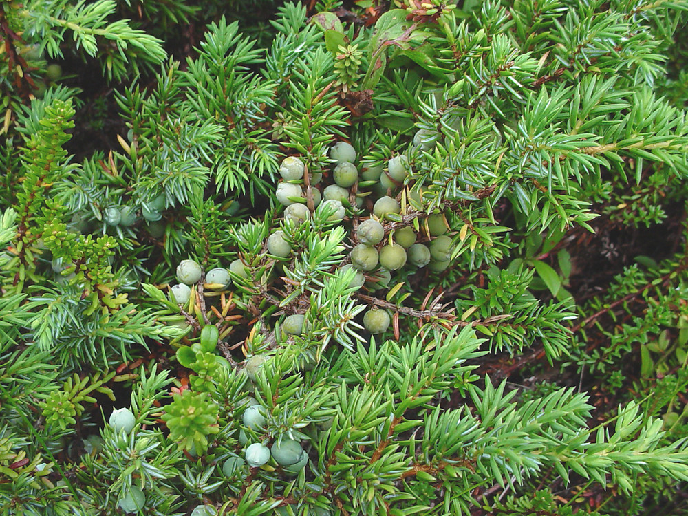common juniper 